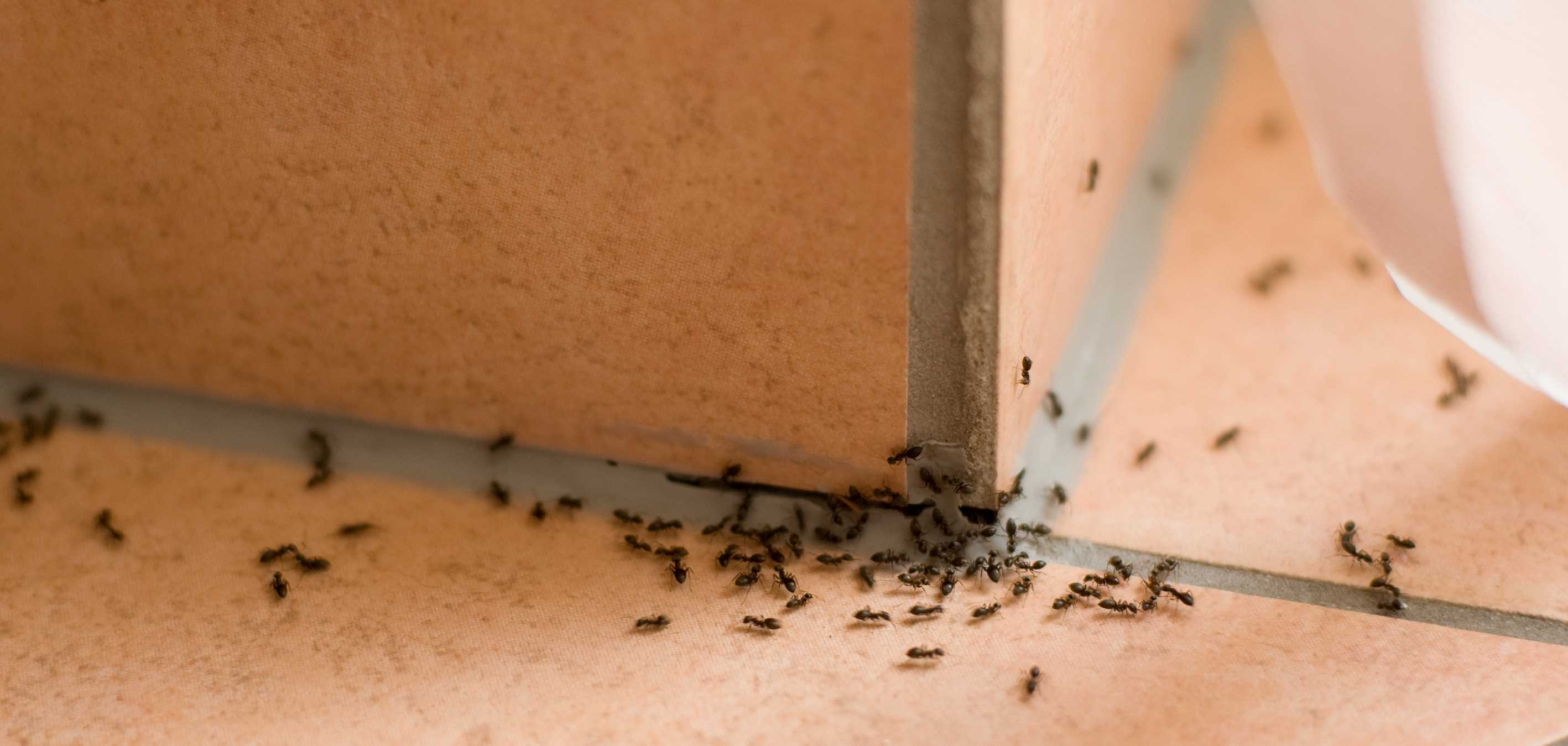 How to Get Rid of Ants - Professional Cleaning Service Springfield MO